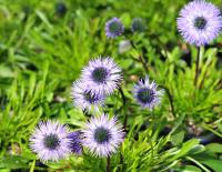 Blue pom pom-like flowers on rigid stem above glossy foliage